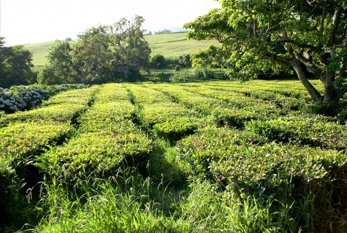 Campo-de-Cha-Verde